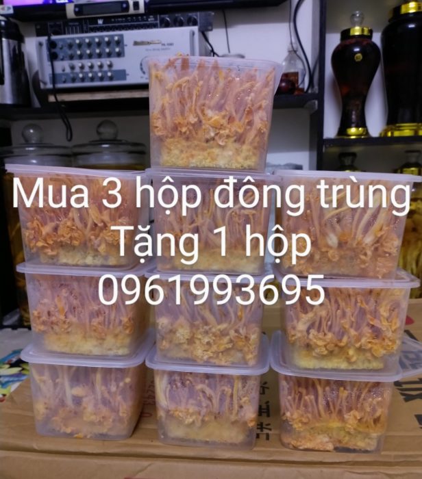 CHUYÊN CUNG CẤP CÁC LOẠI RƯỢU RỪNG TÂY BẮC VÀ TÂY NGUYÊN, CHUYÊN CUNG CẤP CHUM SÀNH BÁT TRÀNG, BÌNH THỦY TINH NGÂM RƯỢU BÌNH HÀN, BÌNH PHÚ HÒA ,BÌNH TÀU