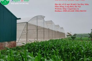 SUGATVINA – Đơn vị uy tín chuyên thiết kế, thi công NHÀ MÀNG nông nghiệp công nghệ cao: