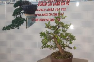 CÂY CẢNH BONSAI GIÁ RẺ chuyên cung cấp các loại cây cảnh, bonsai đẹp, độc ,lạ …giá rẻ .