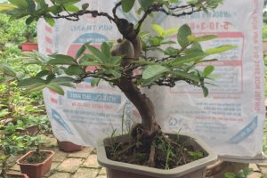 CÂY CẢNH BONSAI NHÀ VƯỜN NGUYỄN TUYỀN