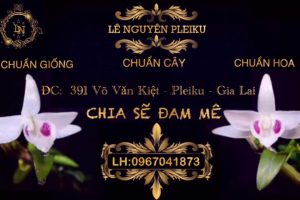 VƯỜN LAN LÊ NGUYÊN PLEIKU – CHUYÊN CUNG CẤP CÁC GIỐNG LAN CHUẨN