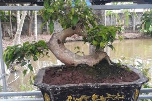 CÂY CẢNH BONSAI NHÀ VƯỜN TUẤN RÒN