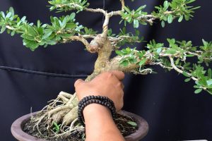 CÂY CẢNH BONSAI NHÀ VƯỜN BÙI LONG chuyên cung cấp các loại cây cảnh, bonsai thuần chậu chơi nước đẹp, độc ,lạ …giá rẻ .