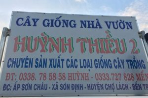 Cây giống nhà vườn