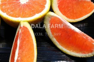 DALA FARMS – CHUYÊN SỈ LẺ SỐ LƯỢNG LỚN HOA QUẢ – NÔNG SẢN CAO CẤP CỦA ĐÀ LẠT