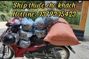 THUỐC NAM GIA TRUYỀN DÂN TỘC DAO CÔ VIỆT- NƠI MỌI NGƯỜI TÌM THẤY SỰ AN TOÀN,HIỆU QUẢ KHI CHỮA BỆNH