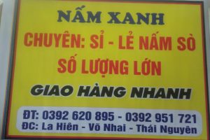 Mùa đông đến rồi. đến với NẤM XANH CHUYÊN BÁN PHÔI VÀ NẤM