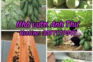 ĐU ĐỦ THÁI LÙN THÁI – CHO THU NHẬP CAO